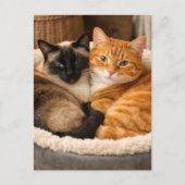 Siamese en oranje katjes  briefkaart (Voorkant)