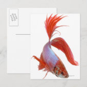 Siamese gevechtsvis (Betta splendens) Briefkaart (Voorkant / Achterkant)
