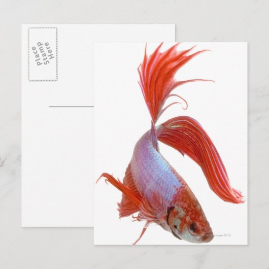 Siamese gevechtsvis (Betta splendens) Briefkaart (Voorkant / Achterkant)