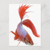 Siamese gevechtsvis (Betta splendens) Briefkaart (Voorkant)