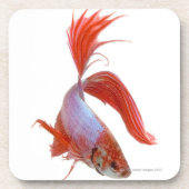 Siamese gevechtsvis (Betta splendens) Drankjes Onderzetter (Voorkant)