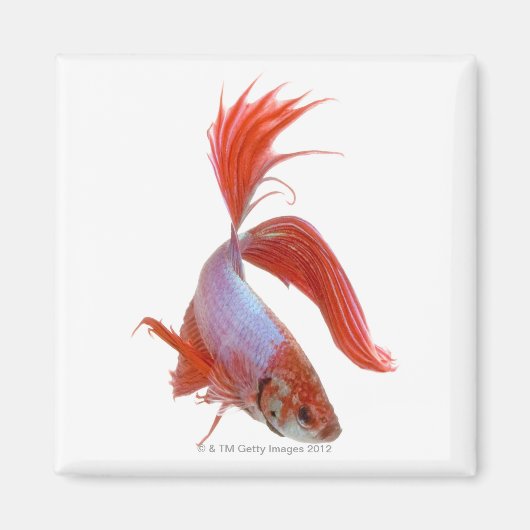 Siamese gevechtsvis (Betta splendens) Magneet (Voorkant)