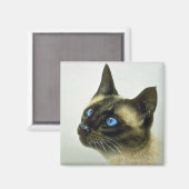 Siamese (hoofdstudie) magneet (Voorkant / Achterkant)