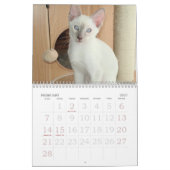 Siamese kalender opgroeien (Feb 2027)