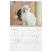 Siamese kalender opgroeien (Feb 2026)