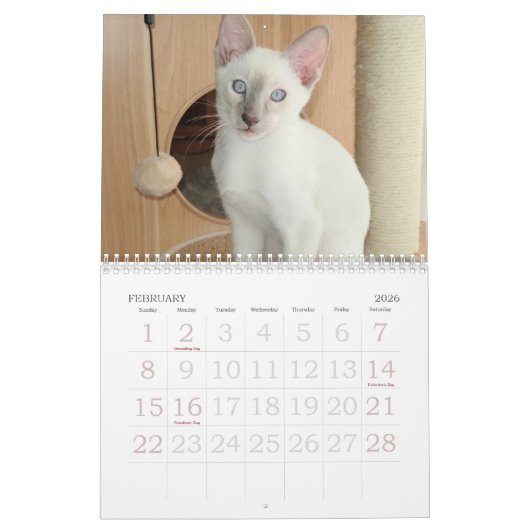 Siamese kalender opgroeien (Feb 2026)