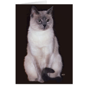 Siamese Kat