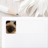 Siamese kat adresetiketten etiket (Insitu)