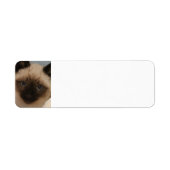 Siamese kat adresetiketten etiket (Voorkant)