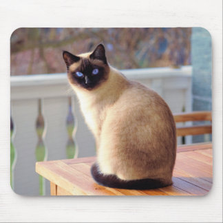 Siamese kat, blauw-eigeel-muismat muismat