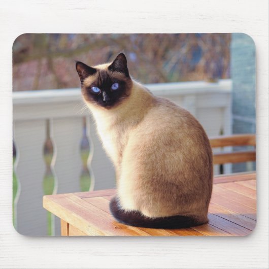 Siamese kat, blauw-eigeel-muismat muismat (Voorkant)