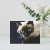 Siamese kat briefkaart (Staand voorkant)