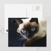 Siamese kat briefkaart (Voorkant / Achterkant)