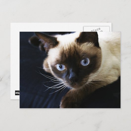 Siamese kat briefkaart (Voorkant / Achterkant)