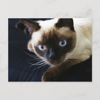 Siamese kat briefkaart