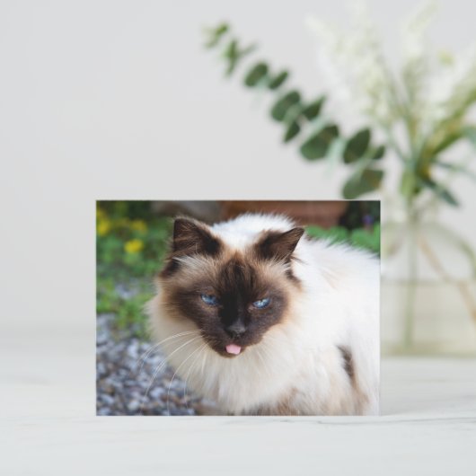 Siamese kat briefkaart (Staand voorkant)
