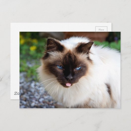 Siamese kat briefkaart (Voorkant / Achterkant)