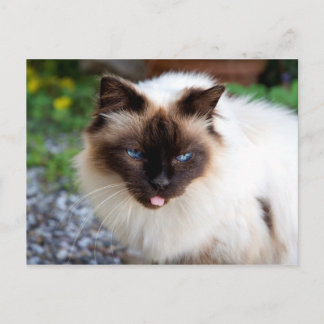 Siamese kat briefkaart