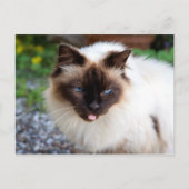Siamese kat briefkaart (Voorkant)