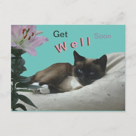 Siamese Kat Close-up Beterschap Ansichtkaart Briefkaart (Voorkant)