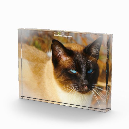 Siamese Kat Fotoblokken (Rechts)