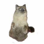 Siamese kat-fotosculptuur staand fotobeeldje<br><div class="desc">Een Siamese mix-kat die opzit maakt een geweldig cadeau voor kattenliefhebbers</div>