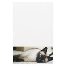 Siamese kat huisdier