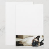 Siamese kat huisdier briefpapier (Voorkant / Achterkant)