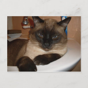 Siamese kat in gootsteen ansichtkaart briefkaart