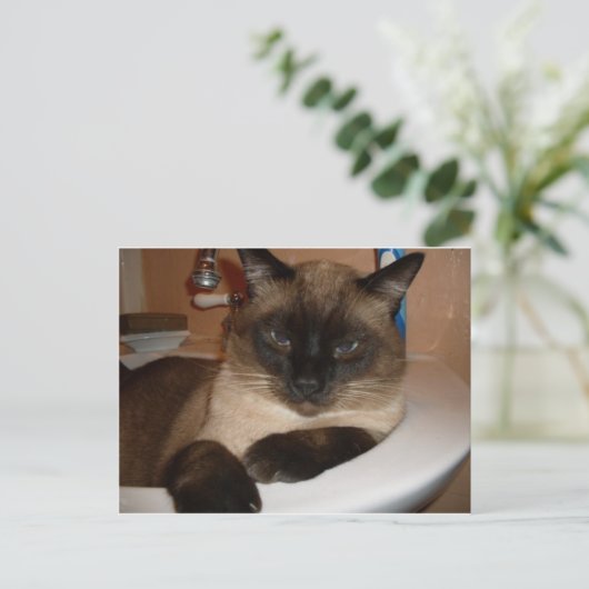 Siamese kat in het Briefkaart Sink (Staand voorkant)