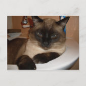 Siamese kat in het Briefkaart Sink (Voorkant)