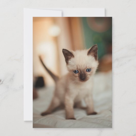 Siamese kat Kerstmis Feestdagenkaart (Voorkant)