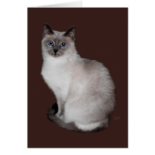 Siamese Kat met Blauwe Ogen