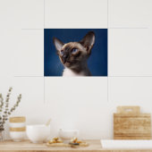 Siamese kat met blauwe ogen poster (Keuken)