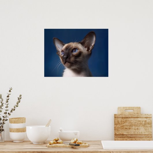 Siamese kat met blauwe ogen poster (Keuken)