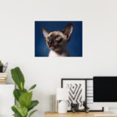 Siamese kat met blauwe ogen poster (Thuiskantoor)