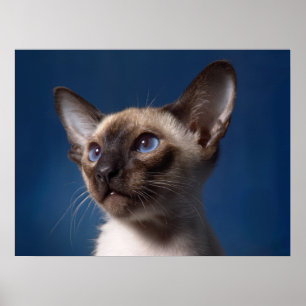 Siamese kat met blauwe ogen poster
