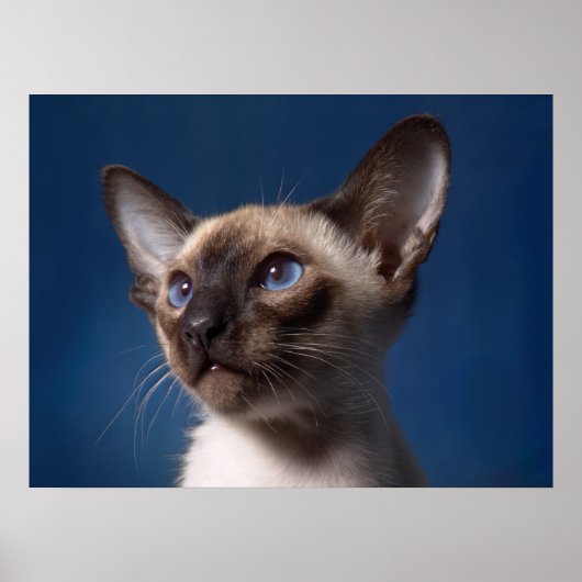 Siamese kat met blauwe ogen poster (Voorkant)