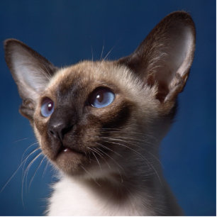 Siamese kat met blauwe ogen staand fotobeeldje 