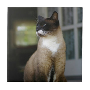 Siamese kat op de Porch Tegeltje