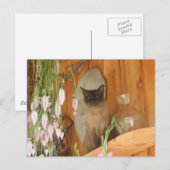 Siamese kat Posing #1 Dier Briefkaart (Voorkant / Achterkant)