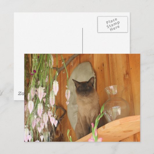 Siamese kat Posing #1 Dier Briefkaart (Voorkant / Achterkant)
