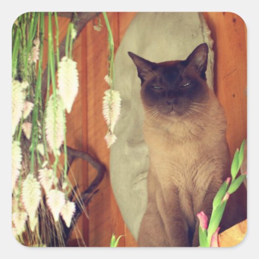 Siamese kat Posing 1 Dier Vierkante Sticker (Voorkant)