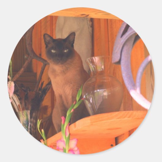 Siamese kat Posing 2 Dier Ronde Sticker (Voorkant)