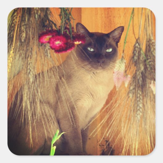 Siamese kat Posing 3 Dier Vierkante Sticker (Voorkant)