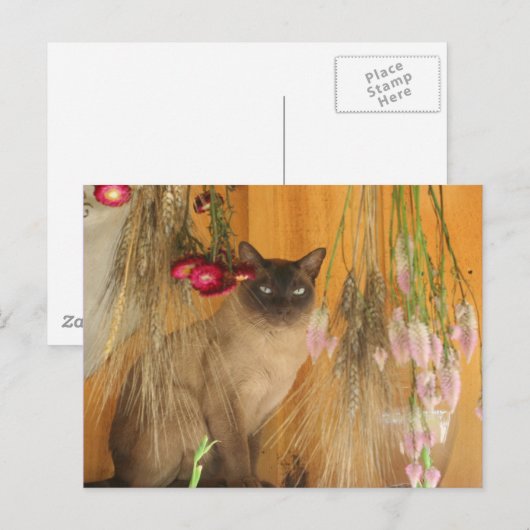 Siamese kat Posing Animal Fotografie Briefkaart #3 (Voorkant / Achterkant)