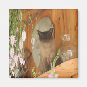 Siamese kat Posing Animal Photography Magnet #1