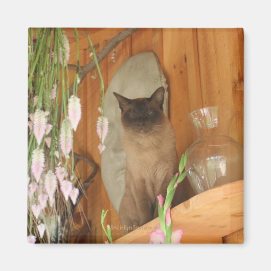 Siamese kat Posing Animal Photography Magnet #1 (Voorkant)