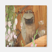 Siamese kat Posing Animal Photography Magnet #1 (Voorkant)