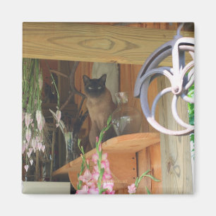 Siamese kat Posing Animal Photography Magnet #2